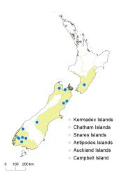 Hypericum pulchrum distribution map based on databased records at AK, CHR and WELT.
 Image: K. Boardman © Landcare Research 2014 